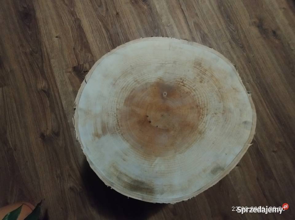 Kwietnik prawdziwe drzewo wysyłka Szubin sprzedam