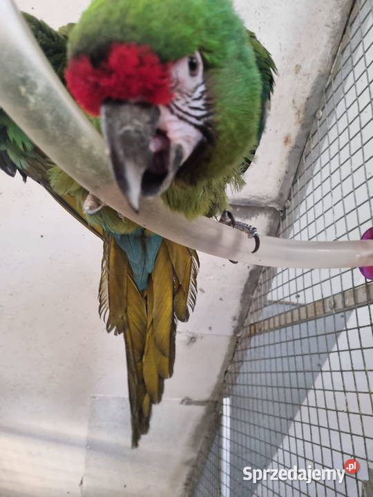 Ara militaris samica 2021 super kondycja cites Legionowo