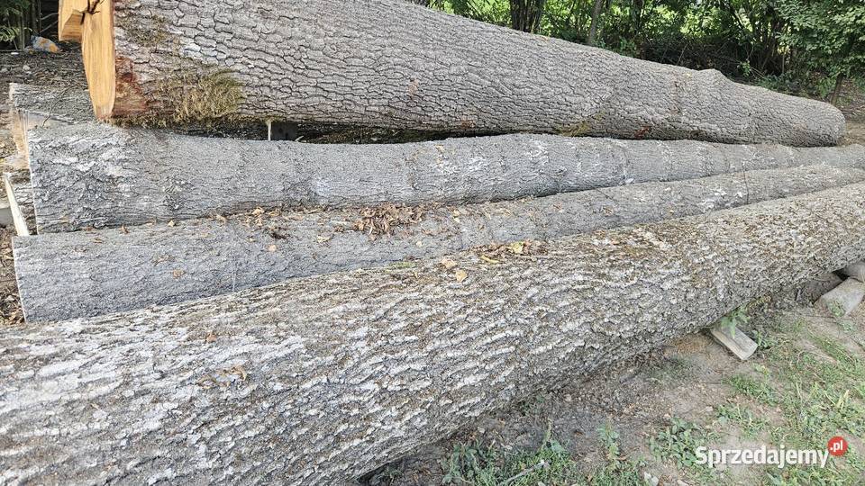 Jesion na deski lubelskie Potok Górny