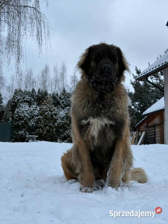 Leonberger suczki Championach FCI Andrychów