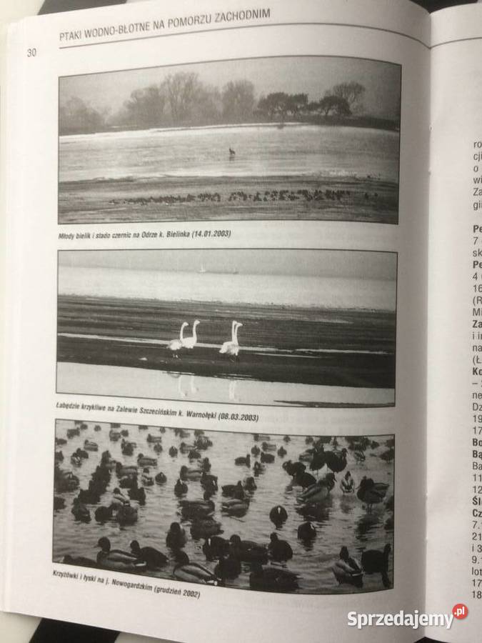 3683 Ptaki WodnoBłotne Na Pomorzu Zachodnim Szczecin