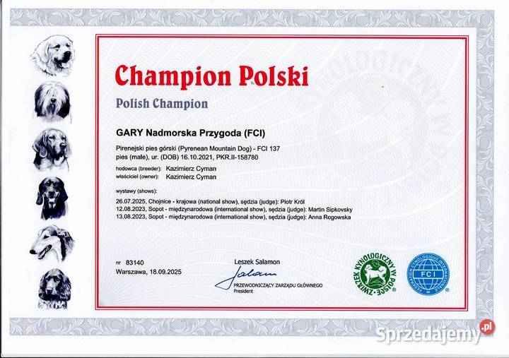 Berneński pies pasterski Pirenejski pies górski pomorskie