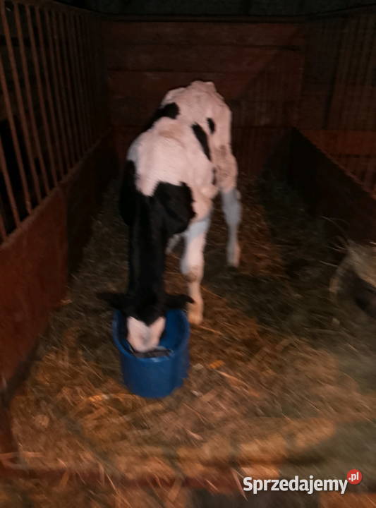 Byczek Mzurowa sprzedam