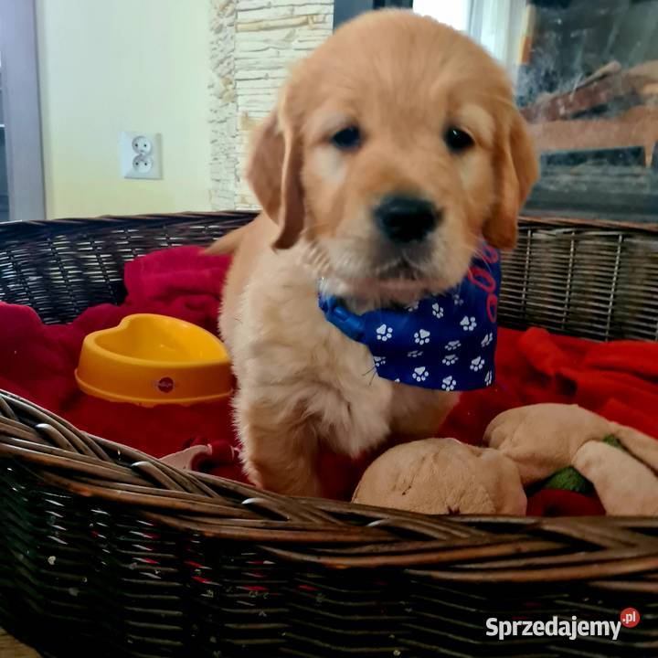 Golden retriever zlote szczenięta międzynarodowy Włocławek