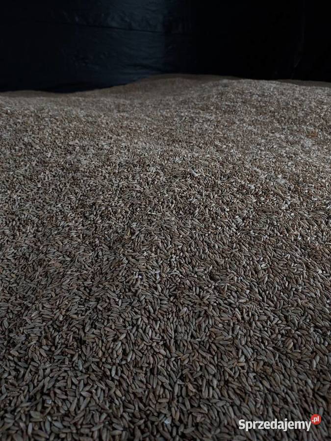 Żyto ozime Dankowskie Rolnictwo Skrwilno