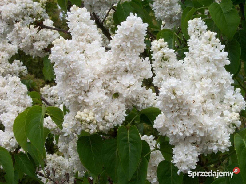 Sadzonka bez lilak biały Olesno