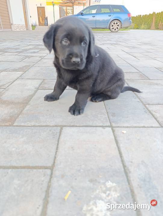 Pieski i suczki czarne Labradory Retriever Labrador Tarnów