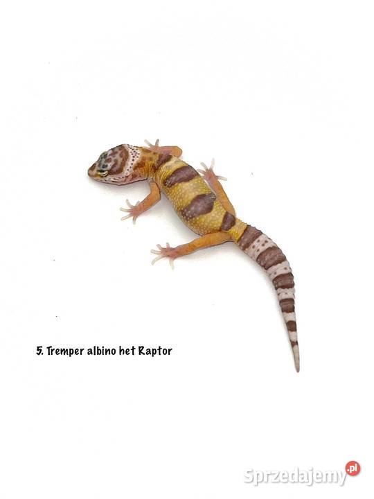 Kolorowe gekony lamparcie z hodowli 2026 Poznań