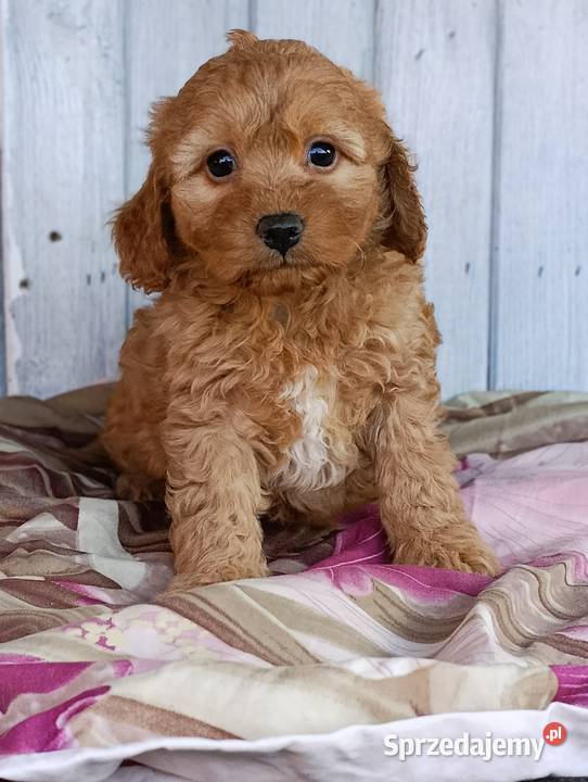 Cavapoo szczenięta opolskie Krapkowice sprzedam