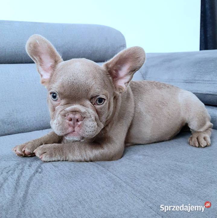Buldog francuski pies isabella Buldog Pabianice