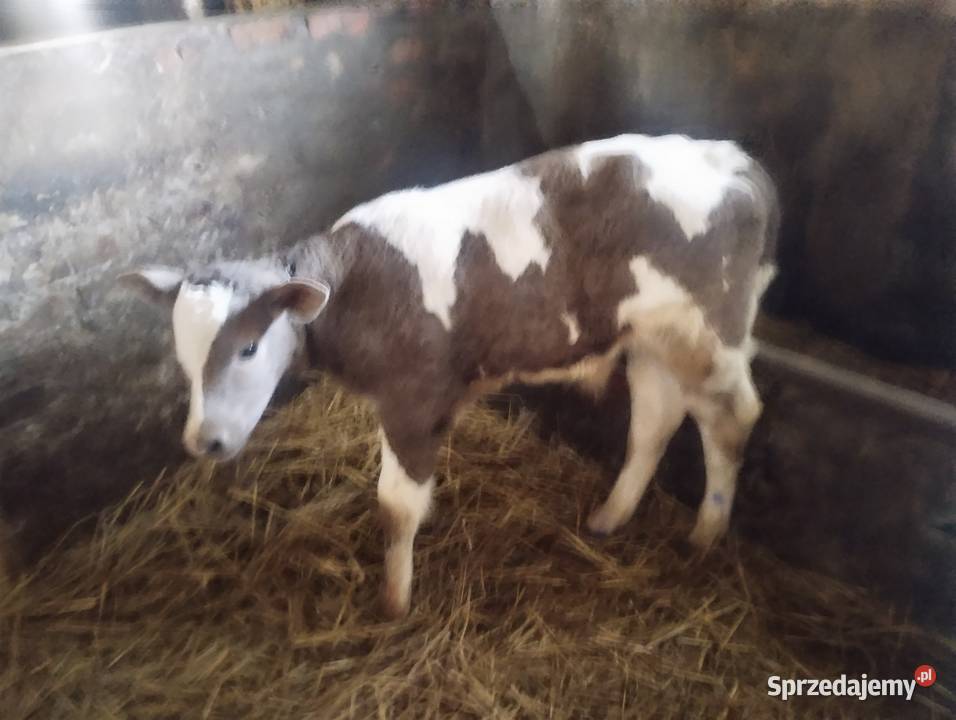 krowa z cielęciem sprzedam
