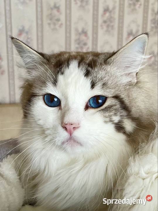 Ragdoll kotka rodowód FPL Częstochowa