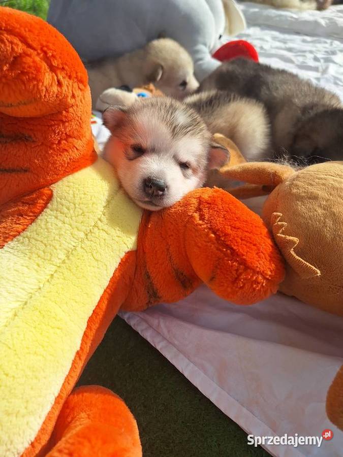 Alaskan Malamute FCI ZKwP Wieliczka