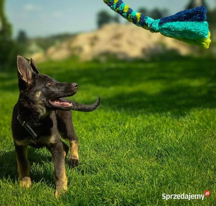 Owczarek niemiecki krótkowłosy suczka czarna Rożki-Kolonia