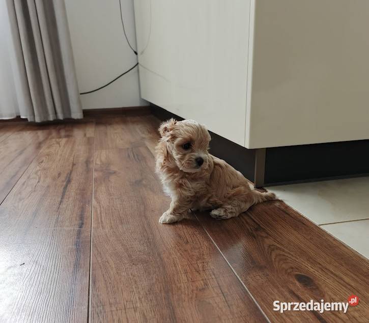 Maltipoo pudel maltanczyk Pozostałe Szydłowiec