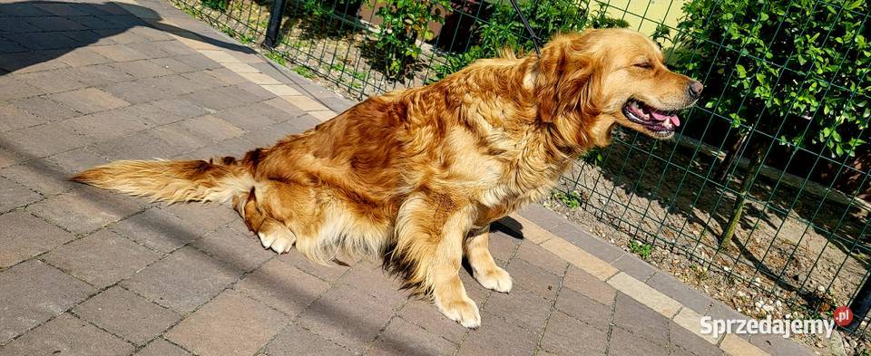 Golden retriever zlote szczenięta międzynarodowy Włocławek