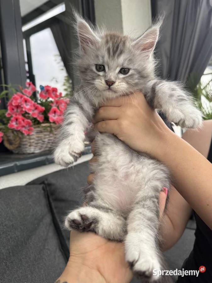 Apollo kocurek Maine Coon Nowa Wieś Lęborska sprzedam