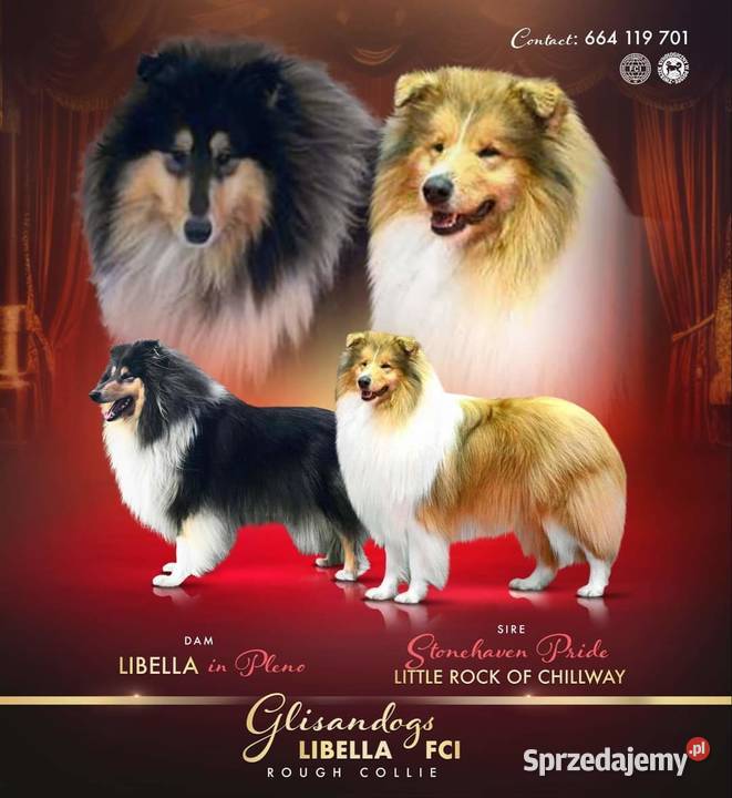 Owczarek szkocki collie