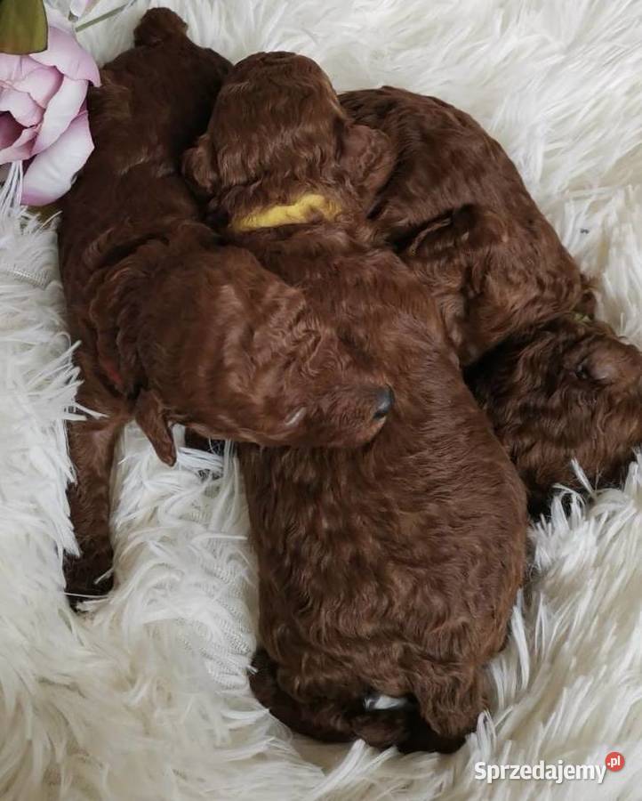 Reproduktor Toy poodle 17 Łódź