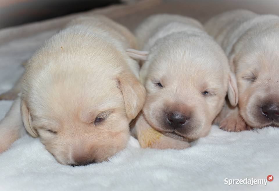 Elitarne zdrowe cudowne Labradory ZKwPFCI Myszków