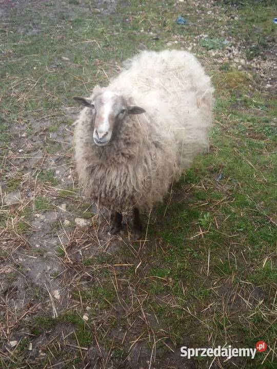Sprzedam barana świętokrzyskie Opatowiec