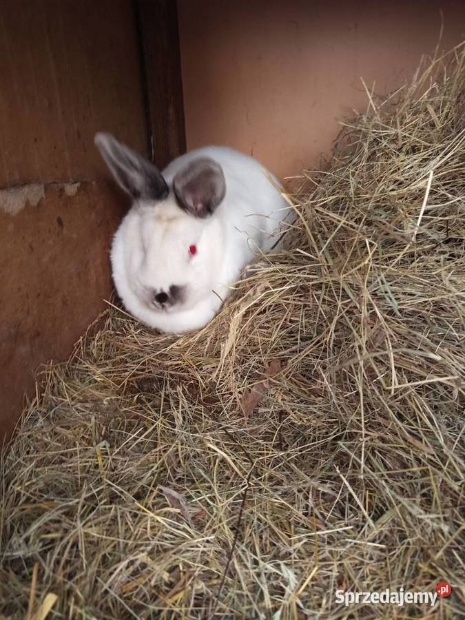 Sprzedam dwie samice zakocone wielkopolskie Koźminek