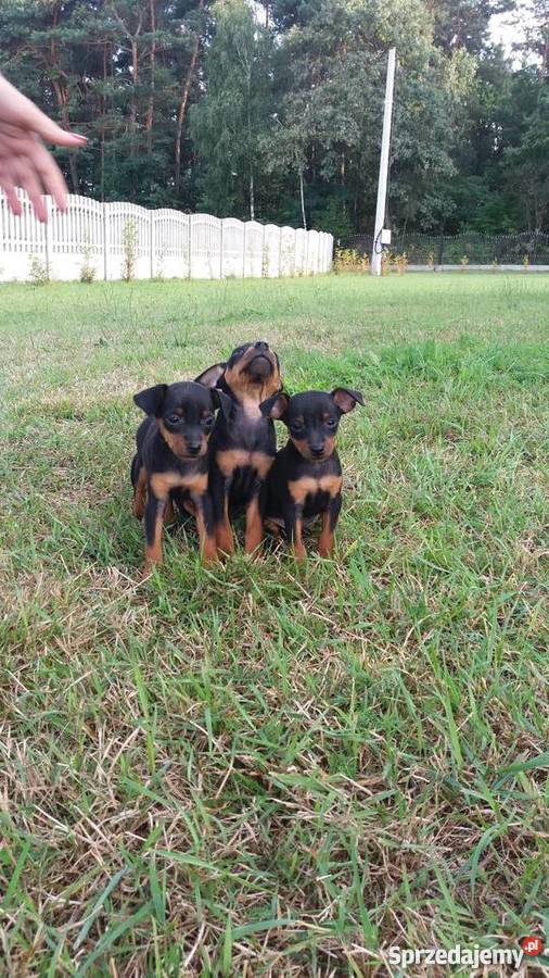 Pinczer miniaturowy Przecław