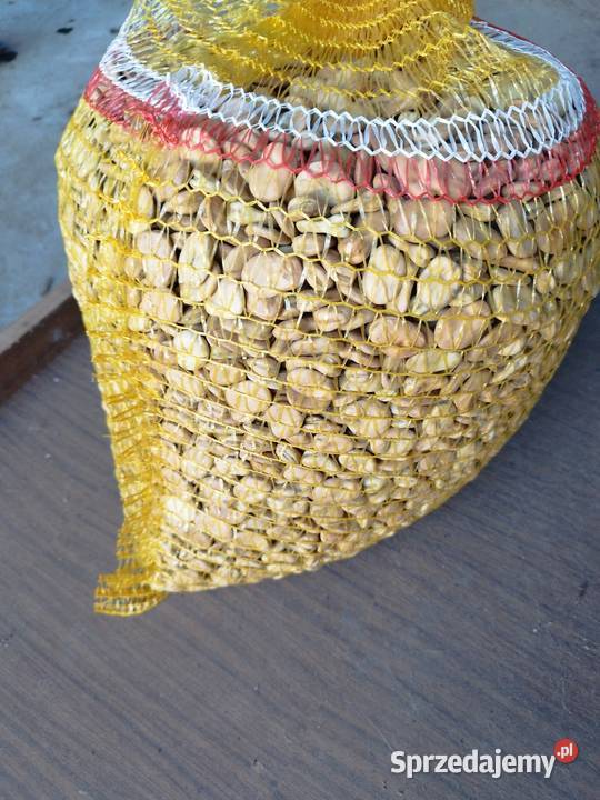 Sprzedam nasiona ziarno bobu Bizon