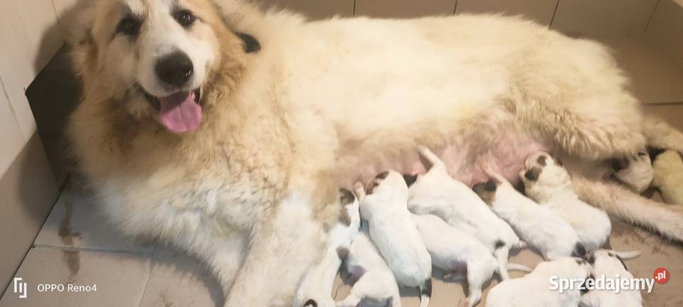 Berneński pies pasterski Pirenejski pies górski Żukowo