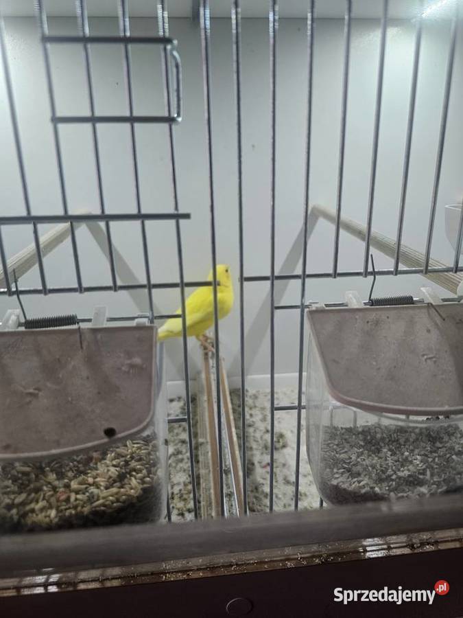 Sprzedam kanarki Godów