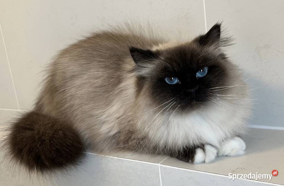 Koty syberyjskie kot syberyjski Neva masquerade