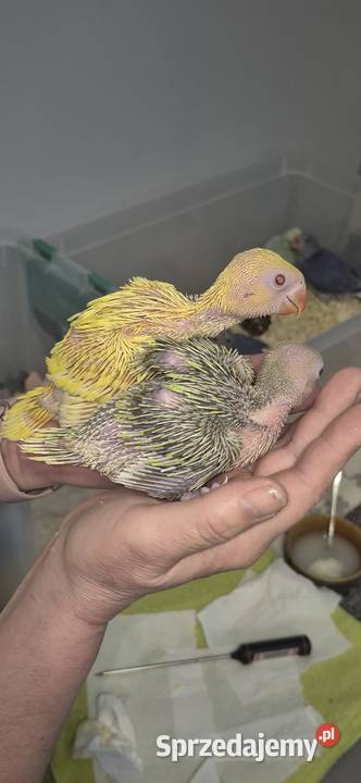 Aleksandrietta obrozna recznie karmiona śląskie Mysłowice