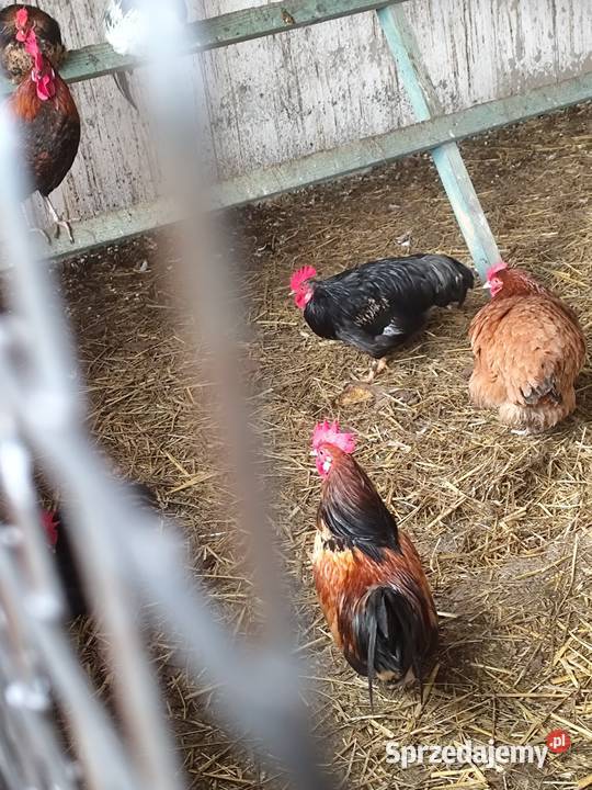Mam do sprzedania koguty do kur 3 pikne barwne Kościan