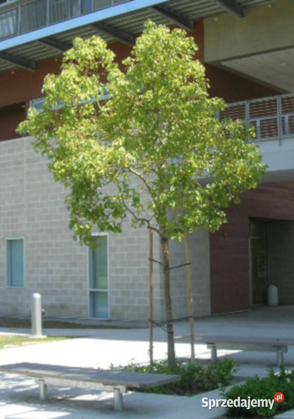 CYNAMONOWIEC KAMFOROWY Cinnamomum camphora Lubanie