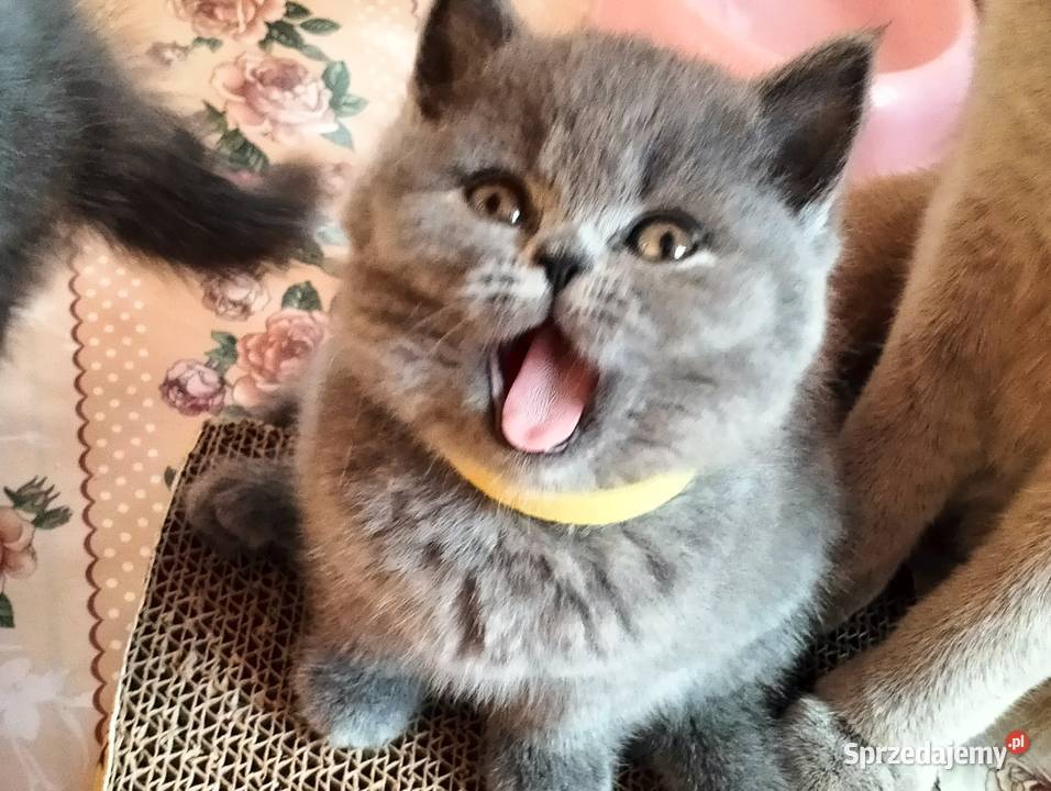 Śliczna koteczka juz do odbioru Rodowód Łódź