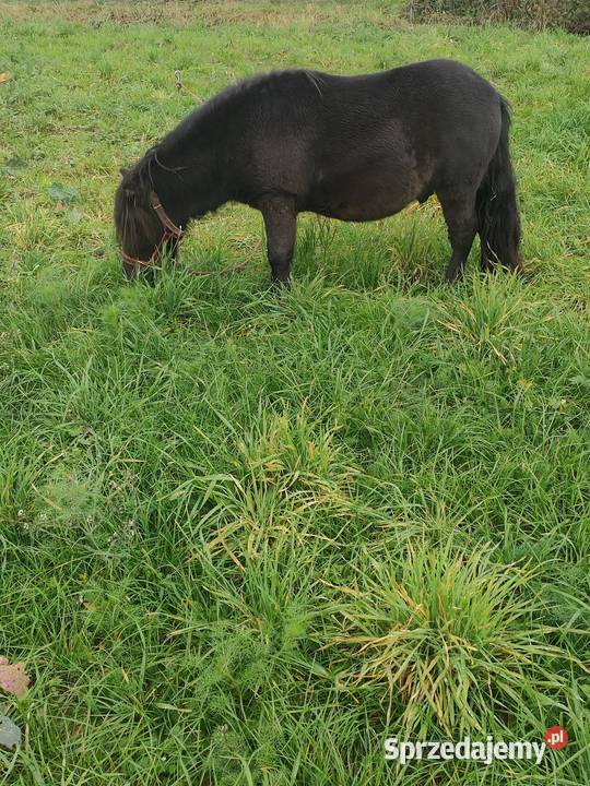 Sprzedam kuce szetlandzkie Brzeziny sprzedam