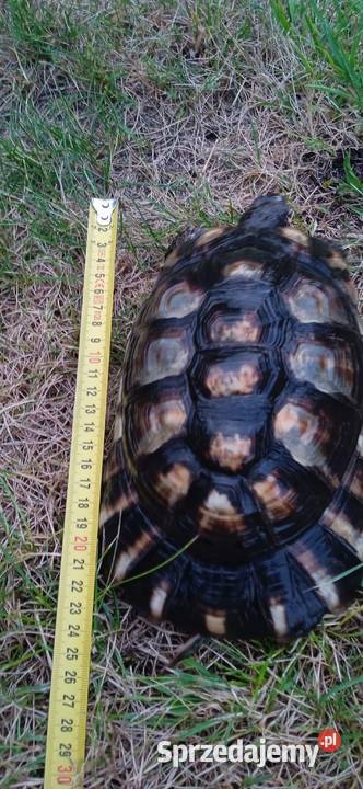Żółw obrzeżony Testudo marginata żółw obrzeżony Kielce