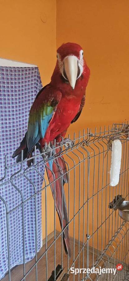 Ara Chloroptera Samica 9 letnia śląskie Rybnik
