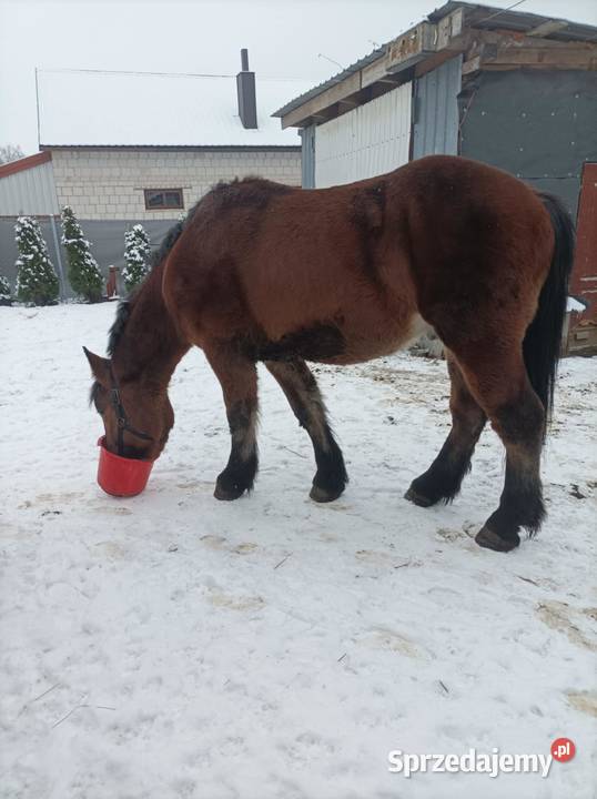 25 roczny ogier zimnokrwisty podlaskie Bokiny