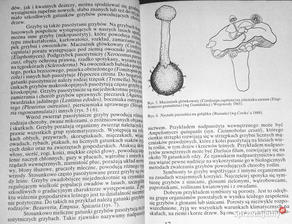 Grzyby leśne Andrzej Grzywacz JCarlos Nieto