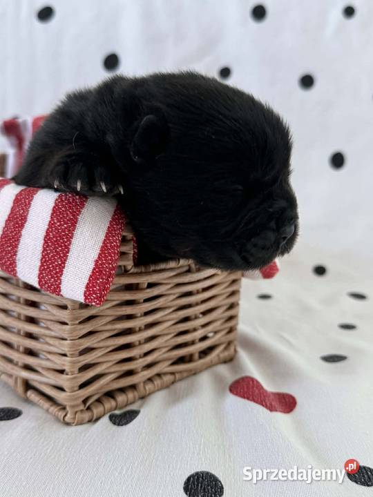 Suczka chow chow Ostrów Wielkopolski