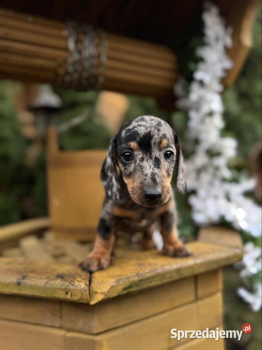 Cudowny Piesek jamnik miniaturowy blue merle z mazowieckie Warszawa