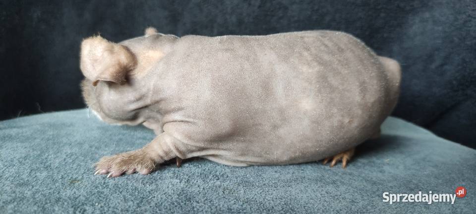 Świnka morska cavia skinny Baldwin US Teddy z Dąbrowa Górnicza sprzedam