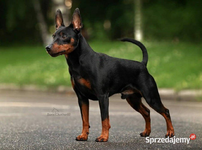 Pinczer Miniaturowy ZKwP FCI szczenięta Pozostałe Wrocław sprzedam