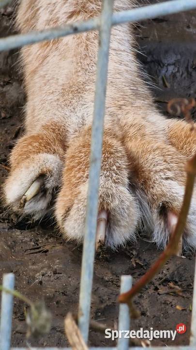 Ryś euroazjatycki Lynx lynx piękny dorosły Katowice