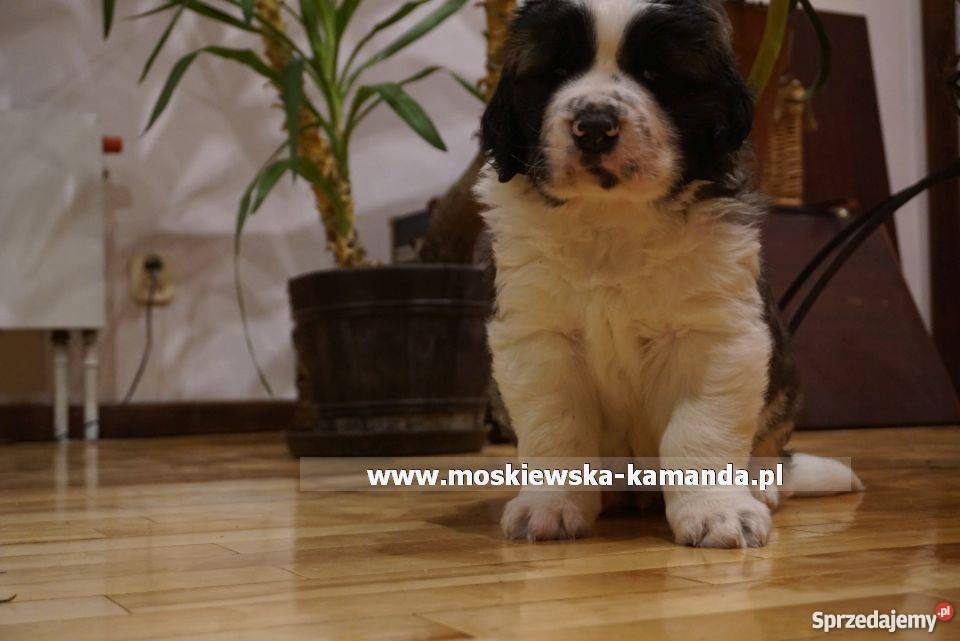 moskiewski pies strózujący szczeniaki podlaskie Białystok