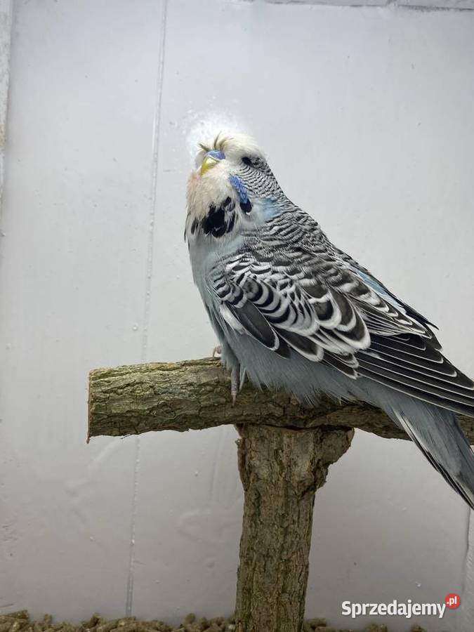 Papugi faliste WPF wystawowe