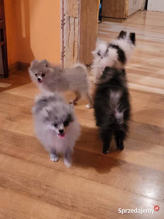 Szpic miniaturowy pomeranian Zwierzęta śląskie Staromieście sprzedam