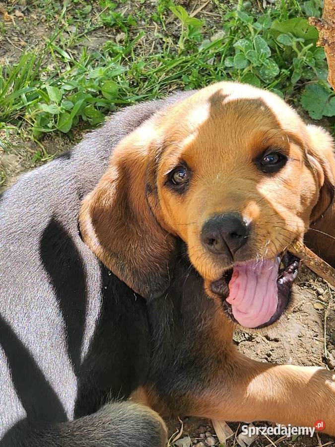 SZCZENIETA OGARA POLSKIEGO ZWYCIESCY SWIATA RAS Pozostałe Ozorków