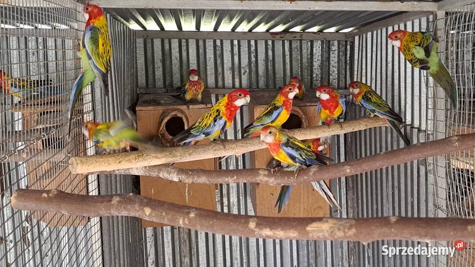 rozella białolica Krzeszowice